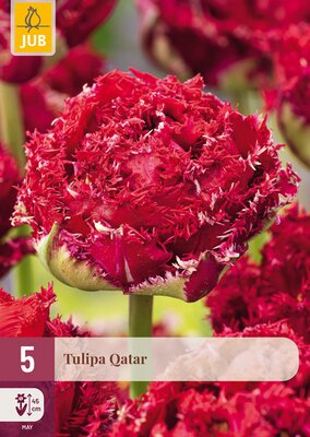 Tulipa Qatar, 5 stuks