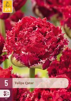 Tulipa Qatar, 5 stuks