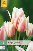 Tulipa Quebec, 7 stuks