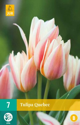 Tulipa quebec 7 stuks