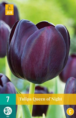 Tulipa queen of night 10 stuks