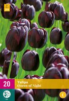 Tulpen queen of night 25 stuks