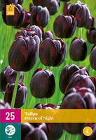 Tulipa queen of night 25st - afbeelding 2