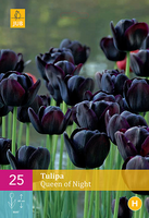 Tulipa queen of night 25st - afbeelding 3