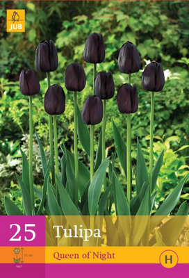 Tulipa queen of night 25st - afbeelding 1