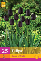 Tulipa queen of night 25st - afbeelding 3