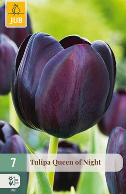 Tulipa Queen of Night, 7 stuks