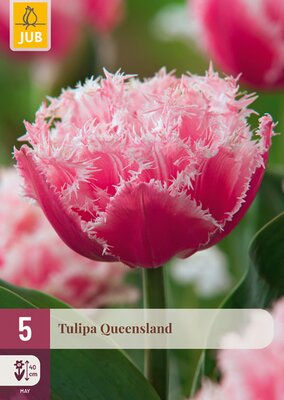 Tulipa Queensland, 5 stuks