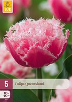 Tulipa Queensland, 5 stuks
