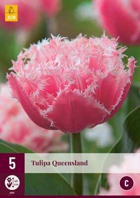 Tulipa queensland 5 stuks