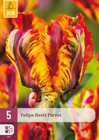 Tulipa Rasta Parrot, 5 stuks