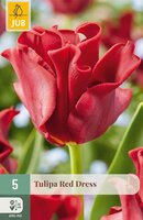 Tulipa Red Dress, 5 stuks