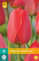 Tulipa red impression 10st - afbeelding 4