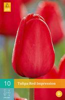 Tulipa red impression 10st - afbeelding 3