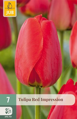 Tulipa Red Impression, 7 stuks