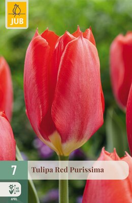 Tulipa Red Purissima, 7 stuks