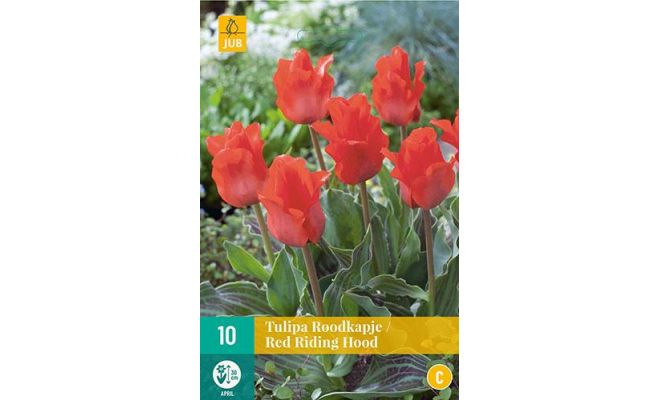 Tulipa red riding hood 10st - afbeelding 1
