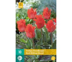 Tulipa red riding hood 10st - afbeelding 1