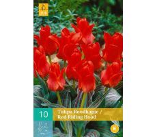 Tulipa red riding hood 10st - afbeelding 2