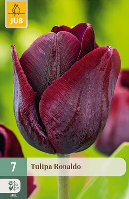 Tulipa Ronaldo, 7 stuks