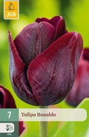 Tulipa Ronaldo, 7 stuks