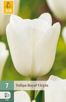 Tulipa Royal Virgin, 7 stuks