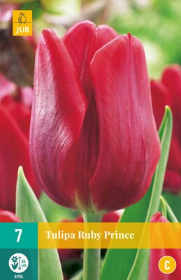 Tulipa ruby prince 7 stuks
