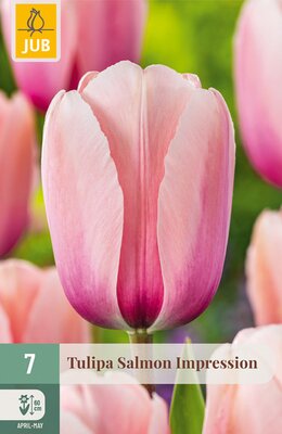 Tulipa Salmon Impression, 7 stuks