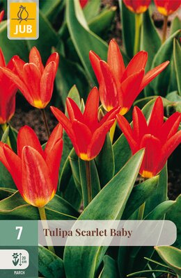 Tulipa Scarlet Baby, 7 stuks