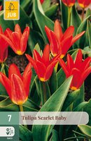 Tulipa Scarlet Baby, 7 stuks