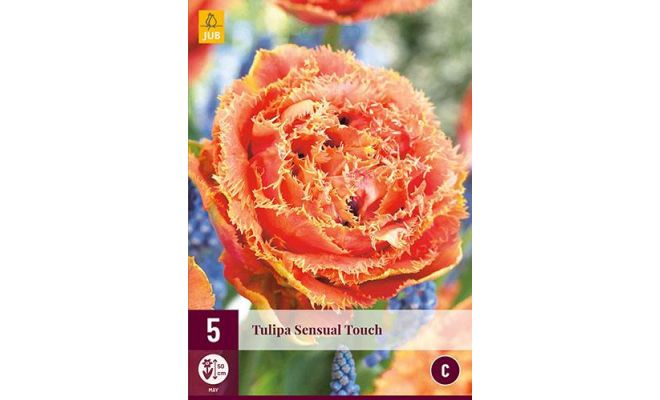 Tulipa sensual touch 5st - afbeelding 1