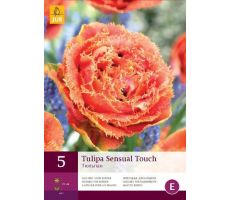 Tulipa sensual touch 5st - afbeelding 3