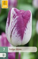 Tulipa Shiun, 7 stuks