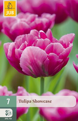 Tulipa Showcase, 7 stuks
