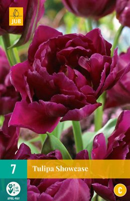 Tulipa showcase 7 stuks