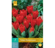 Tulipa showwinner 7st - afbeelding 2
