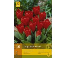 Tulipa showwinner 7st - afbeelding 3