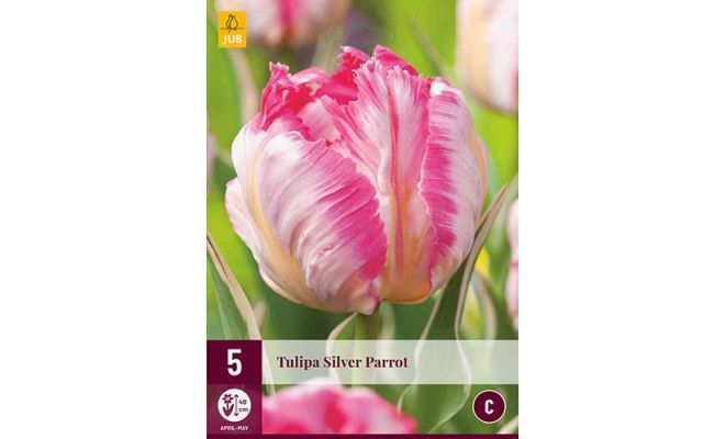 Tulipa silver parrot 5st