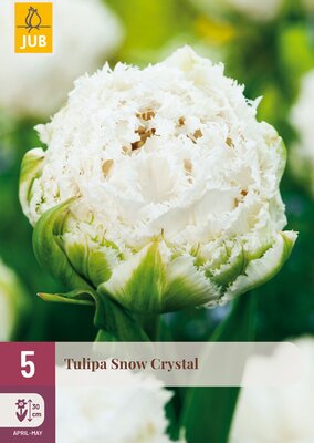 Tulipa Snow Crystal, 5 stuks