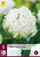 Tulipa snow crystal 5 stuks
