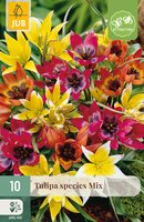 Tulipa Species Mix, 10 stuks