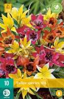 Tulipa species mix 10 stuks