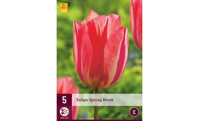 Tulipa spryng break 5st - afbeelding 1