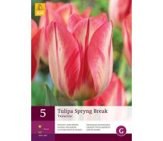 Tulipa spryng break 5st - afbeelding 2