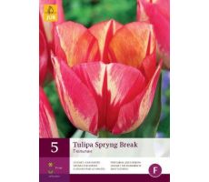 Tulipa spryng break 5st - afbeelding 3