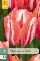 Tulipa Spryng Break, 7 stuks