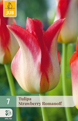 Tulipa Strawberry Romanoff, 7 stuks
