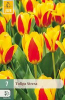 Tulipa Stresa, 7 stuks