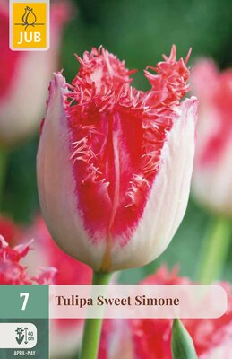Tulipa Sweet Simone, 7 stuks