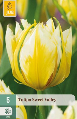 Tulipa Sweet Valley, 5 stuks